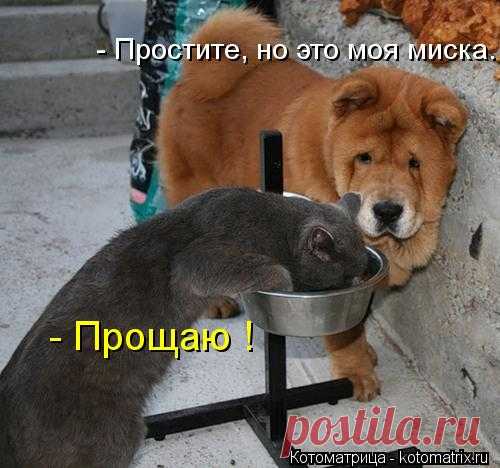 Котоматрица: Лучшие за всё время