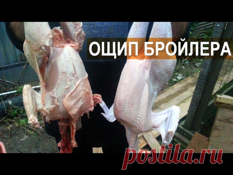 Видео-инструкция как правильно ощипать бройлера в перосъёмной машине NT 600, но в начале мы специально ощипали бройлера в этой же машине с множеством ошибок,...