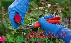 Как обрезать розы на зиму. Обрезка роз осенью по правилам. Не все начинающие садоводы знают, как обрезать розы на зиму, когда это делать, и нужна ли вообще осенняя обрезка роз.