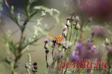 Праздник жизни...