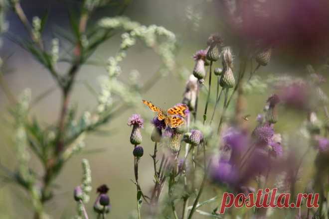 Праздник жизни...