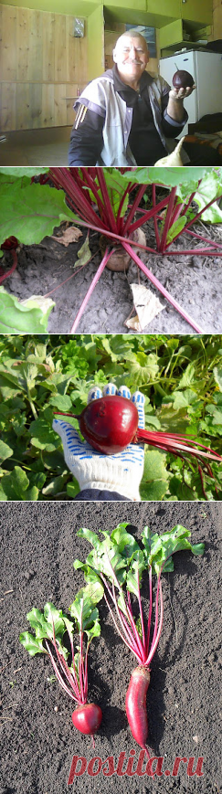 Вкусный Огород: Свекла, фото