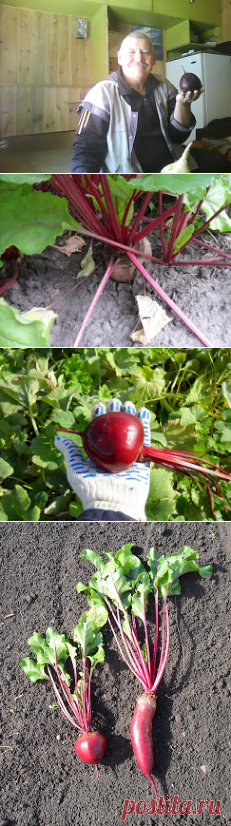Вкусный Огород: Свекла, фото