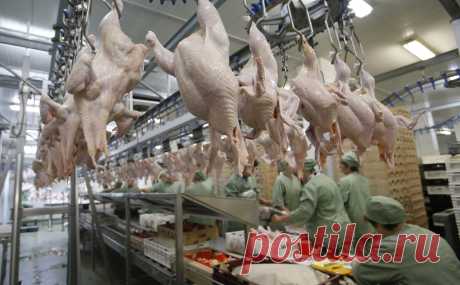 Белоруссия приостановила экспорт мяса курицы и молочной продукции. Власти Белоруссии решили приостановить выдачу ветеринарных сертификатов на экспорт для некоторых местных производителей мясо-молочного сектора, сообщает «Коммерсантъ» со ссылкой на письмо департамента ветеринарного и продовольственного надзора Министерства сельского хозяйства и продовольствия республики от 5 октября.