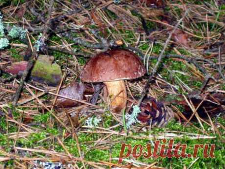 Фото &quot;маховик&quot; - Грибная фотоохота - Photo.Qip.ru