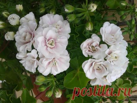 'Ice Rose' - Страница 2 - Форум цветоводов Фрау Флора