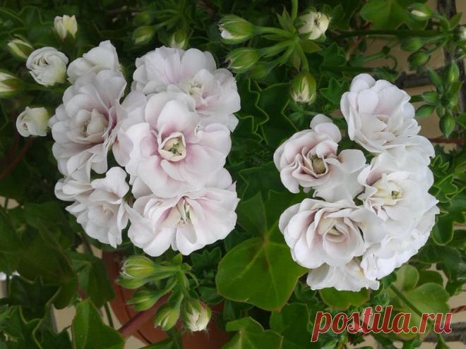 'Ice Rose' - Страница 2 - Форум цветоводов Фрау Флора