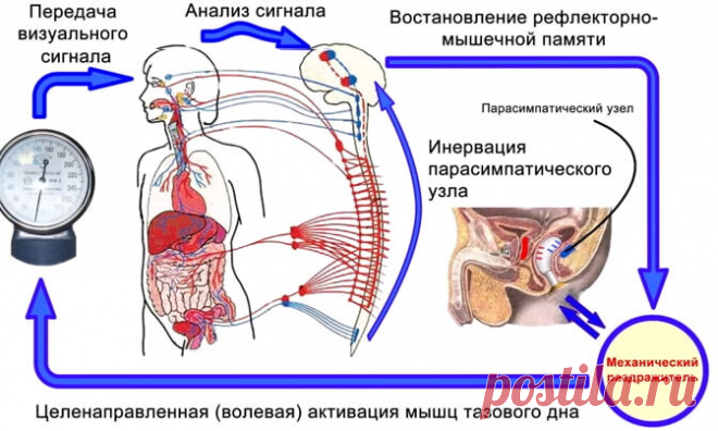Массаж простаты: польза и вред правильная техника
