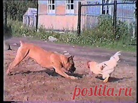 Видео в рубрике: &quot;Наши домашние животные&quot;