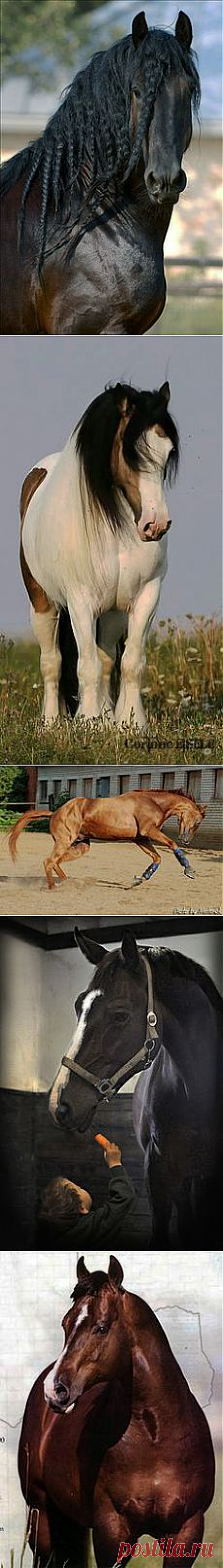 Гена Мельников приколол(а) это к доске лошади