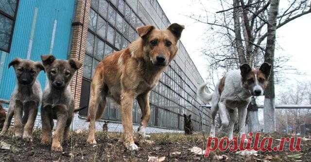 Мы кричали, однако люди разбегались, словно тараканы!!! На помощь детишкам пришли бродячие собаки