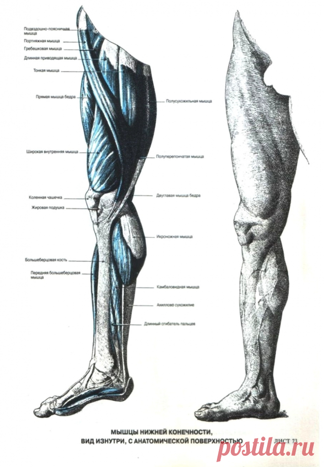 Мышцы ноги. Вид изнутри