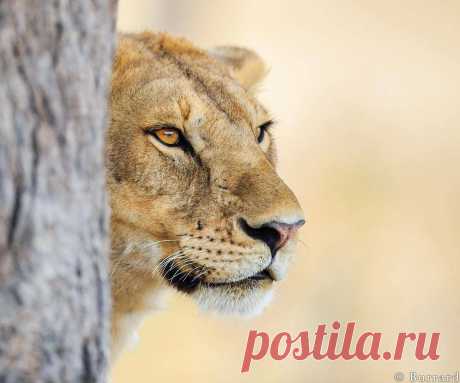 Уилл Беррард-Лукас