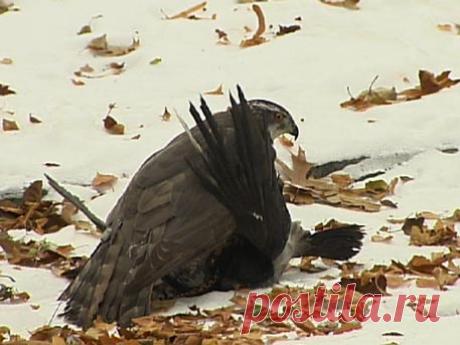 На защите Кремля стоит спецотряд тренированных крылатых хищников