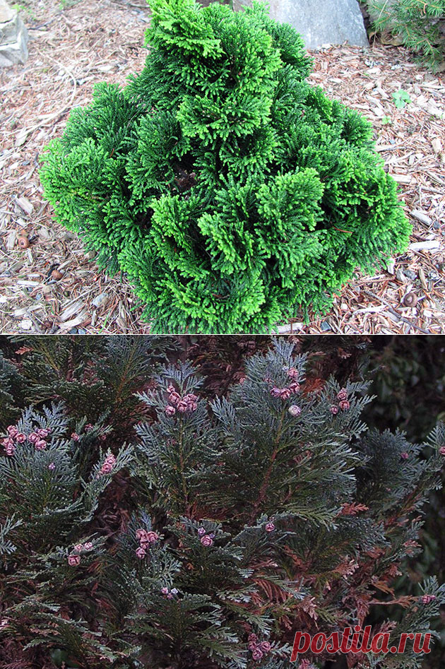 Растение кипарисовик – посадка и уход; фото кипарисовика, виды и сорта кипарисовика; выращивание кипарисовика