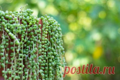 Крестовник Роули (Senecio rowleyanus)