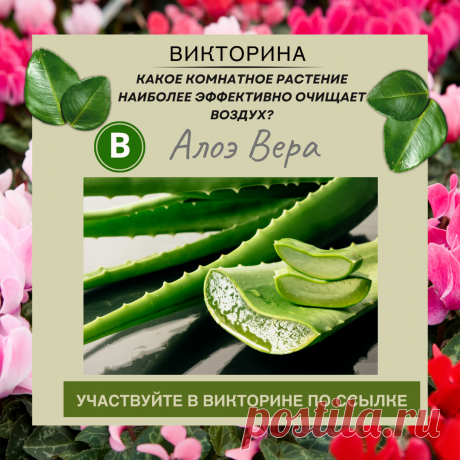 Какое комнатное растение наиболее эффективно очищает воздух? - Узнайте правильный ответ в нашей викторине по ссылке