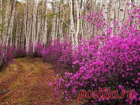 Приморский край, Россия