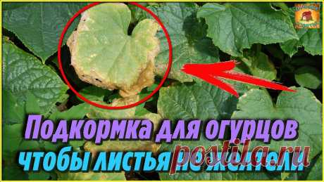 Вы даже не представляете, полила и подкормила этим раствором огурцы и листья на огурцах перестали желтеть