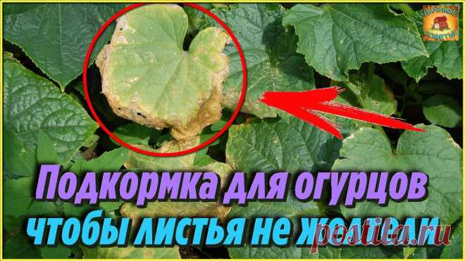 Вы даже не представляете, полила и подкормила этим раствором огурцы и листья на огурцах перестали желтеть