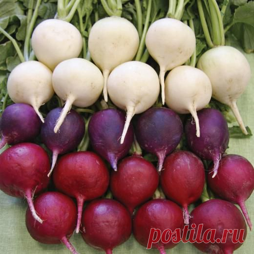 Редис на любой цвет и вкус