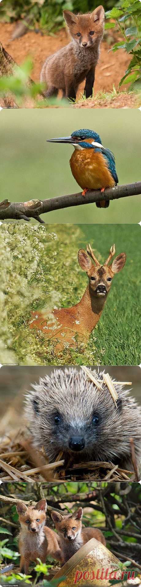 Удивительный животный мир от Адама Татлоу | ZooPicture.ru