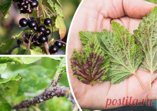 Появились ягоды на смородине, но атаковала тля. Как избавиться от вредителей?
Смородину, как и другие садовые культуры, часто атакуют вредители. Например, ягодные кусты...
Читай пост далее на сайте. Жми ⏫ссылку выше