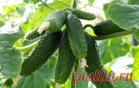 Прежде чем купить семена огурцов: | Цветочная душа | Яндекс Дзен