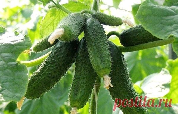 Прежде чем купить семена огурцов: | Цветочная душа | Яндекс Дзен