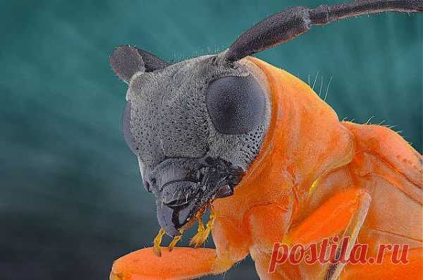 Насекомые очень крупным планом