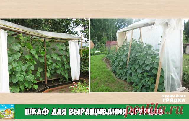 Шкаф для выращивания огурцов

Очень часто садоводы устраивают парник для огурцов своими руками. Чаще всего встречаются мини-парники или классические небольшие теплицы. Есть еще способ выращивания огурцов в мешках, бочках, на открытых шпалерах. Но такой вариант выращивания я вижу впервые: шкаф, а точнее шкаф — купе для любимых зеленцев смотрится на участке ничуть не хуже всех вышеперечисленных конструкций.

Шкаф для выращивания огурцов
Нет необходимости покупать целые листы...