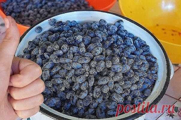 Черенкование жимолости: 5 советов 

Жимолость съедобная – самая ранняя и очень полезная ягода, это растение 
должно иметься в каждом саду. Ягоды жимолости не зря называют кладезем 
здоровья и долголетия. О лечебных свойствах съедобной жимолости, которая
 при хорошем уходе может расти многие десятилетия, знают многие 
садоводы. 

1. Сейчас самое благоприятное время для размножения жимолости зелеными 
черенками (при черенковании в момент образования зеленых 
ягод-окореняемос...