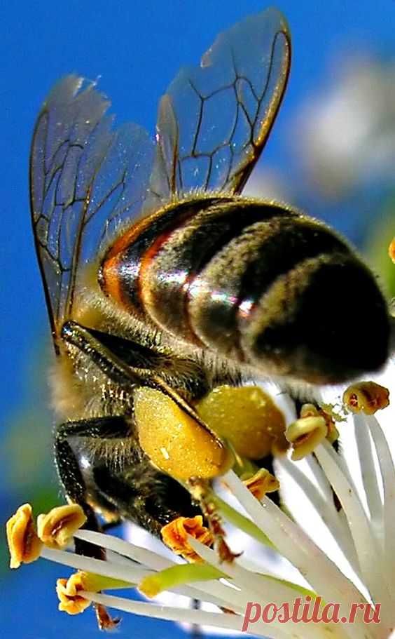 Pinterest