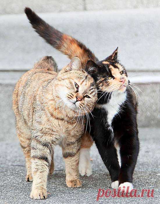 A Furiend to Lean on