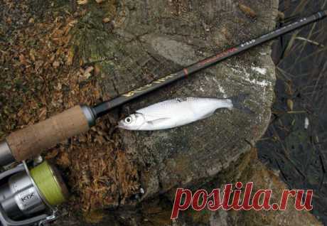 Ловля уклейки на удочку