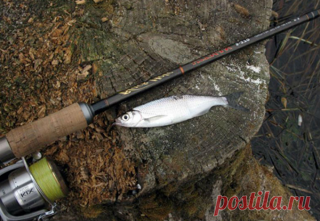 Ловля уклейки на удочку