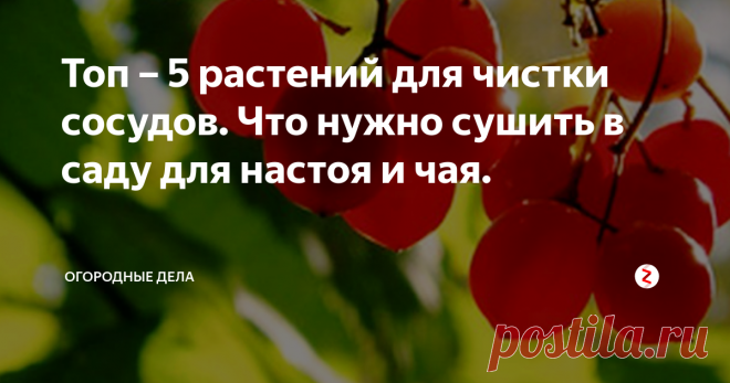 Топ – 5 растений для чистки сосудов. Что нужно сушить в саду для настоя и чая. С годами сосуды теряют свою эластичность, связано это с тем, что после 40 лет у организма уже не те возможности и он начинает вырабатывать все меньше полезных ферментов, которые способствуют, чтобы в соединительных тканях, коже, костях, происходило обновление клеточного состава.
Ягоды калины.
Образно сравнивают с растопленной печью, если не подкидывать в нее поленья, она угаснет. Не нужно ждать пр