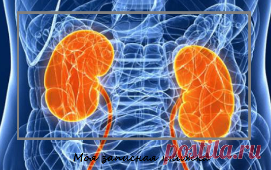 Десять привычек, которые убивают наши почки. От них стоит обязательно избавиться | моя записная книжка | Яндекс Дзен