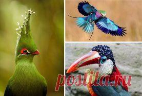 Об этих птицах мы даже не слышали