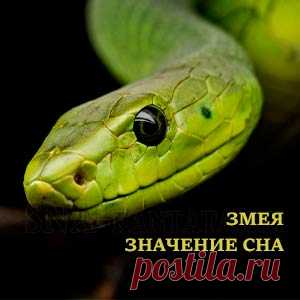 Змея. Значение и символика сна