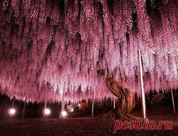 El árbol de 150 años de la glicina