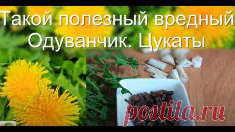 Вкусные Полезные цукаты из одуванчика Доброго дня! Вроде сорняк - но такой полезный и при правильном отношении - вкусный #одуванчик#! Попробуйте!! Желательно не лечиться, а укреплять свой организ...