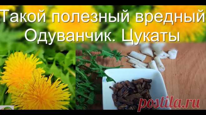 Вкусные Полезные цукаты из одуванчика Доброго дня! Вроде сорняк - но такой полезный и при правильном отношении - вкусный #одуванчик#! Попробуйте!! Желательно не лечиться, а укреплять свой организ...