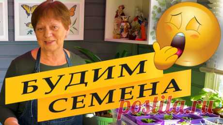 СТОПРОЦЕНТНЫЙ урожай СЕЛЬДЕРЕЯ | Просто Марина | Дзен