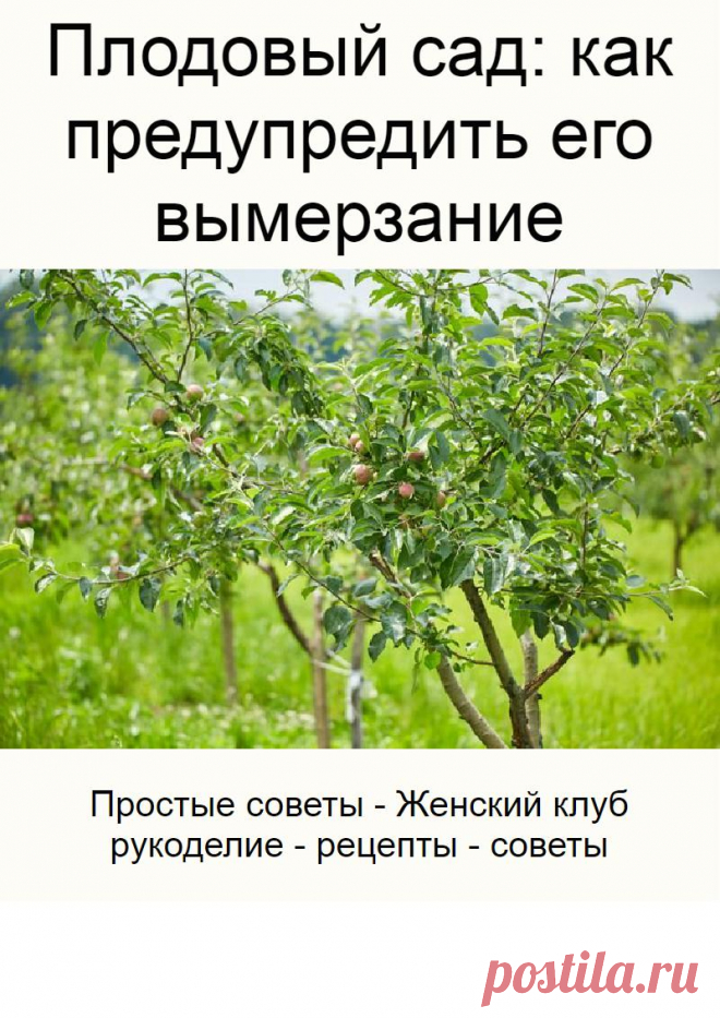 Плодовый сад: как предупредить его вымерзание