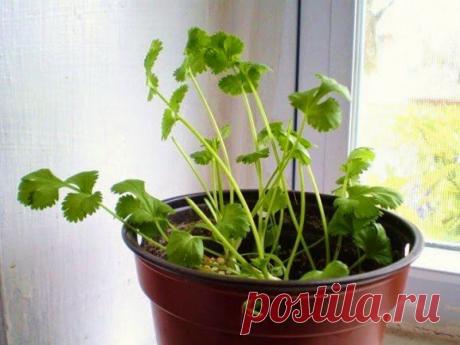 8 овощей, которые ты сможешь проращивать снова и снова! Твое здоровье — в твоих руках…