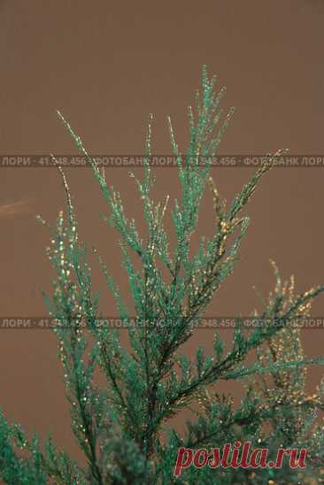Close-Up of Frozen Water Droplets on Evergreen Plant in Winter Стоковое фото, фотограф Ilaronsia / Фотобанк Лори