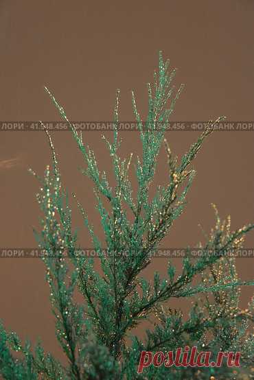 Close-Up of Frozen Water Droplets on Evergreen Plant in Winter Стоковое фото, фотограф Ilaronsia / Фотобанк Лори