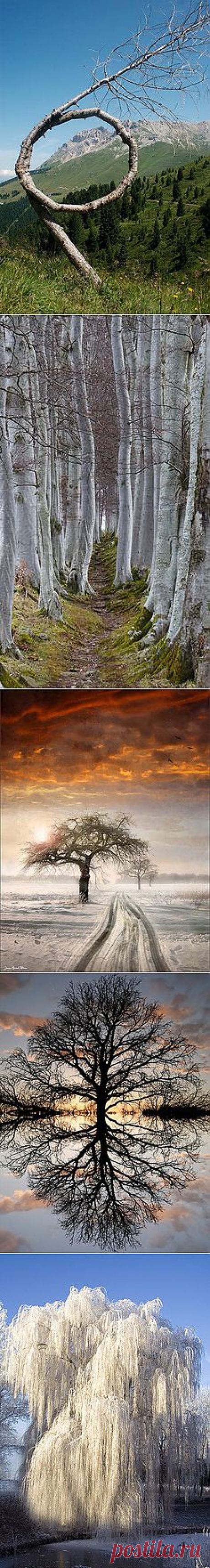 Magestic Trees