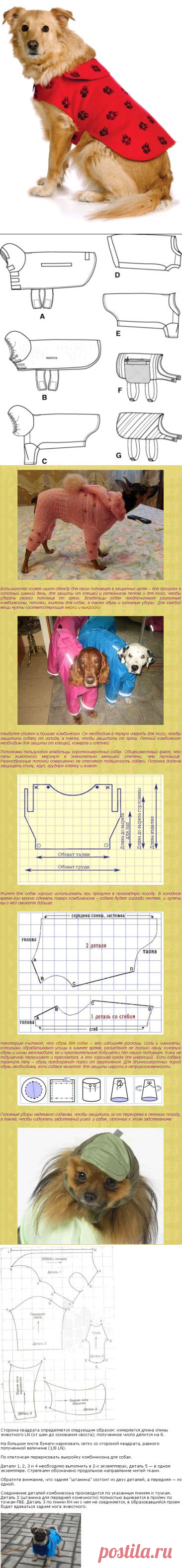 Как сшить одежду для собаки | Выкройки комбинезона и попоны | Мастер классы